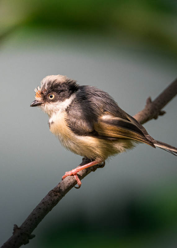 小鸟栖枝头图片