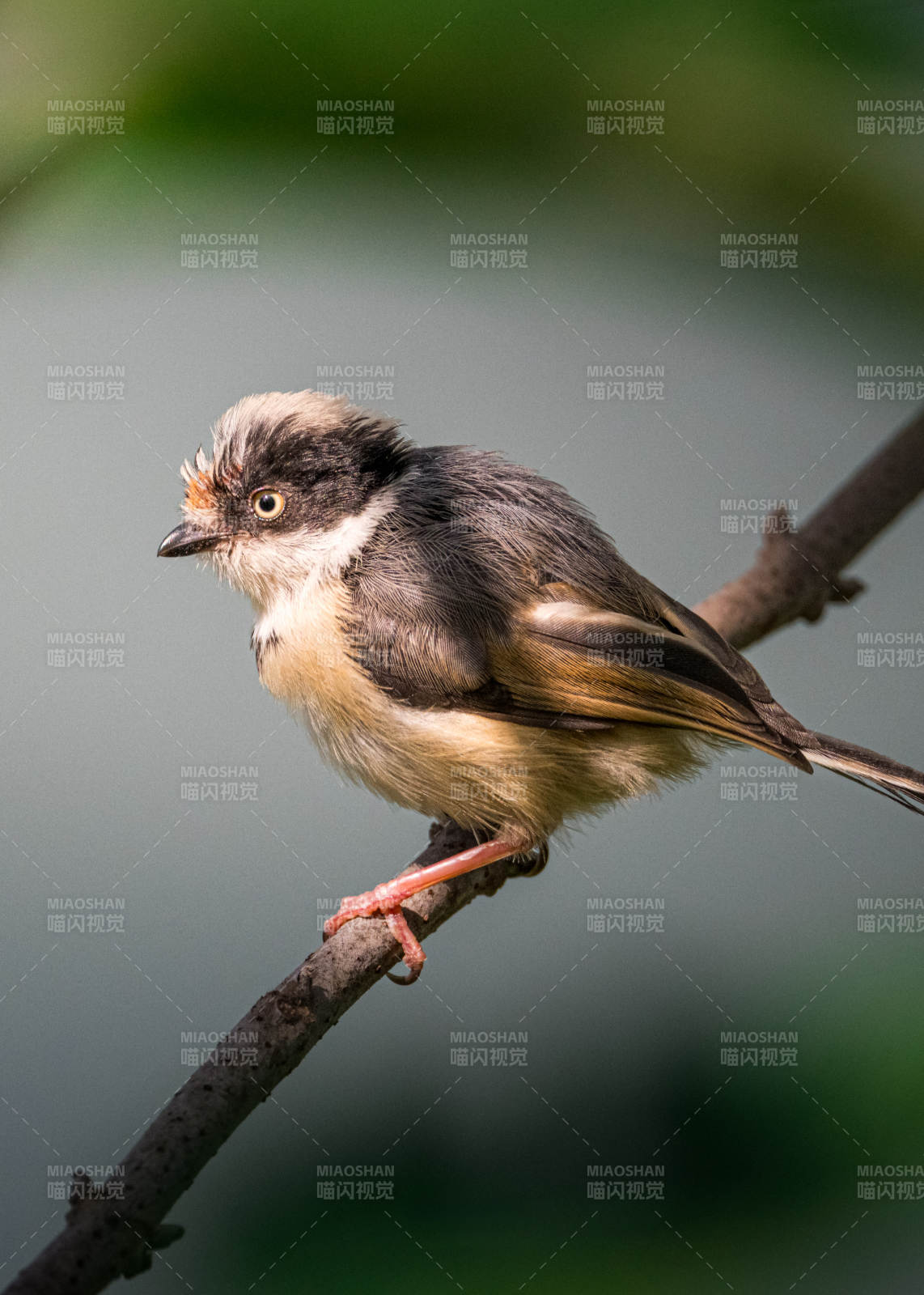 小鸟栖枝头图片