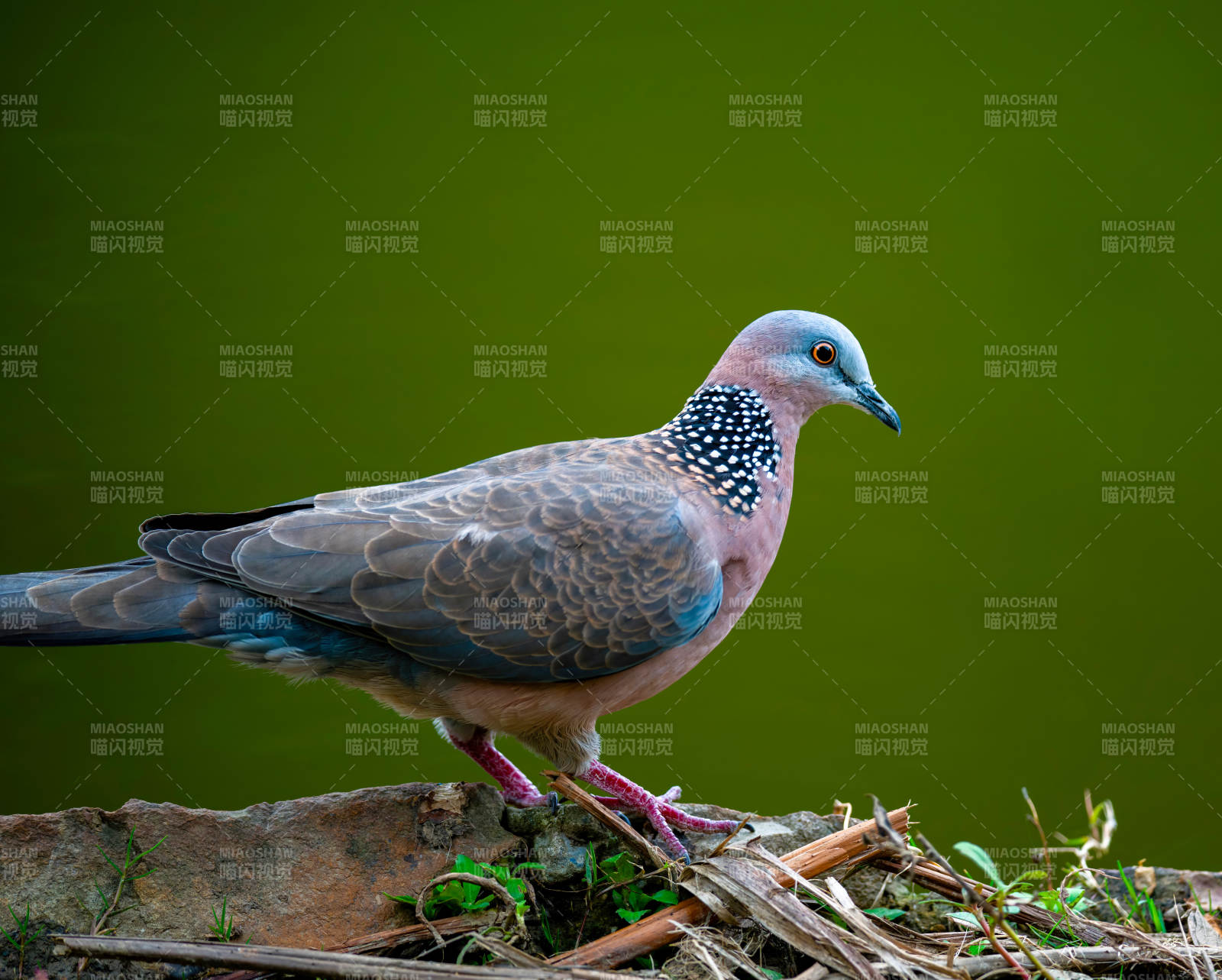 斑鸠栖息枝头图片