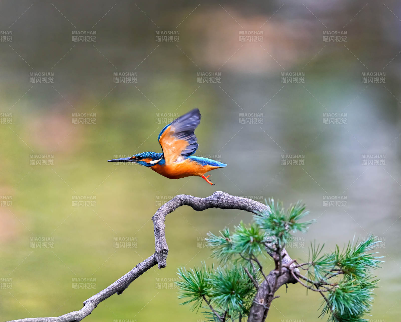 翠鸟展翅飞翔图片