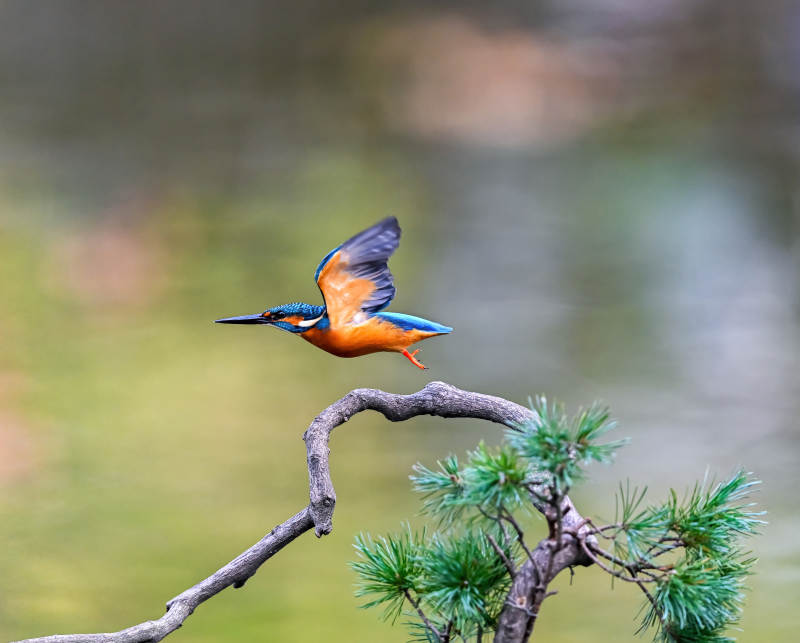 翠鸟展翅飞翔图片