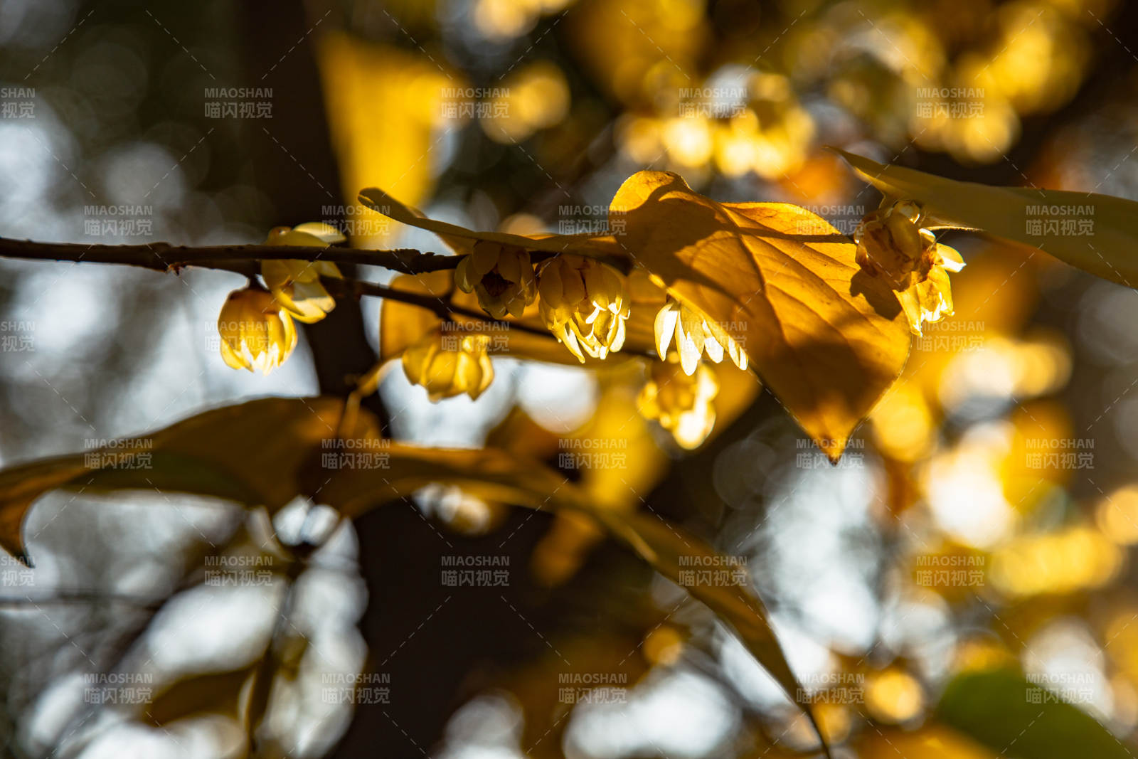 秋日金花绽放图片