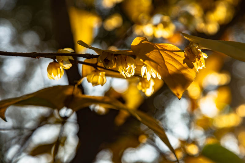 秋日金花绽放图片