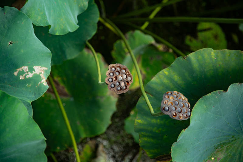 莲蓬静立荷叶间图片