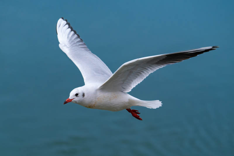 飞翔的海鸥图片