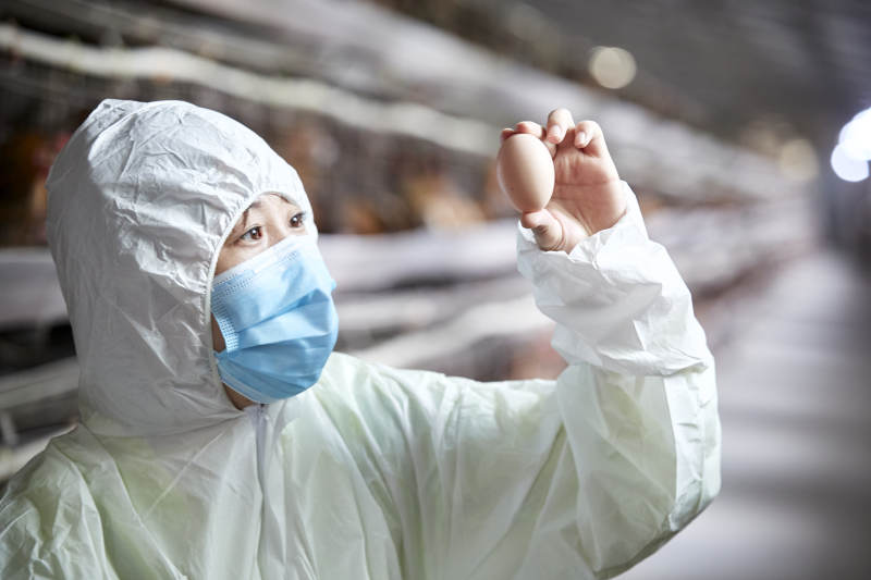 身穿防护服展示油鸡蛋的女性饲养员图片