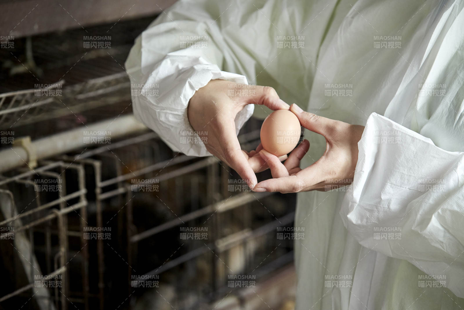 身穿防护服展示油鸡蛋的女性饲养员图片
