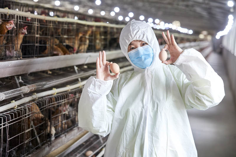 身穿防护服展示油鸡蛋的女性饲养员图片