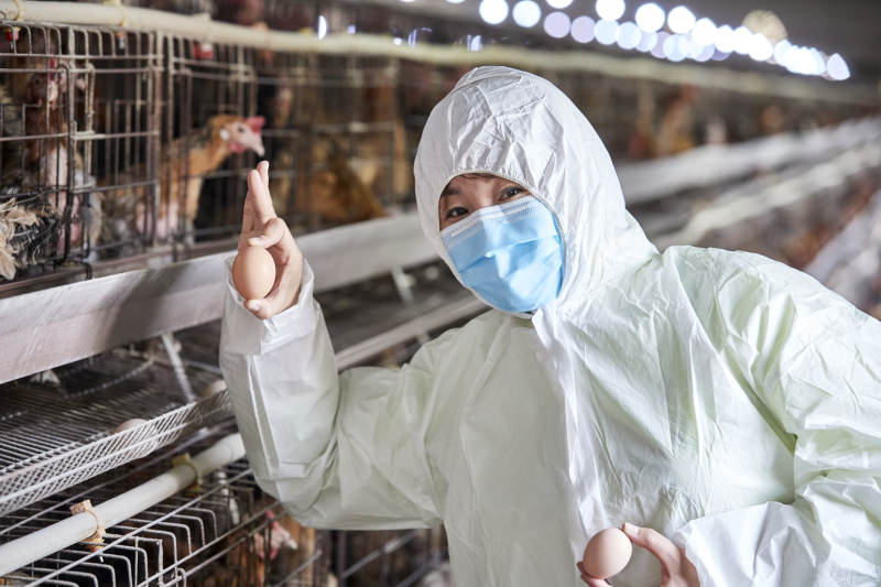 身穿防护服展示油鸡蛋的女性饲养员图片