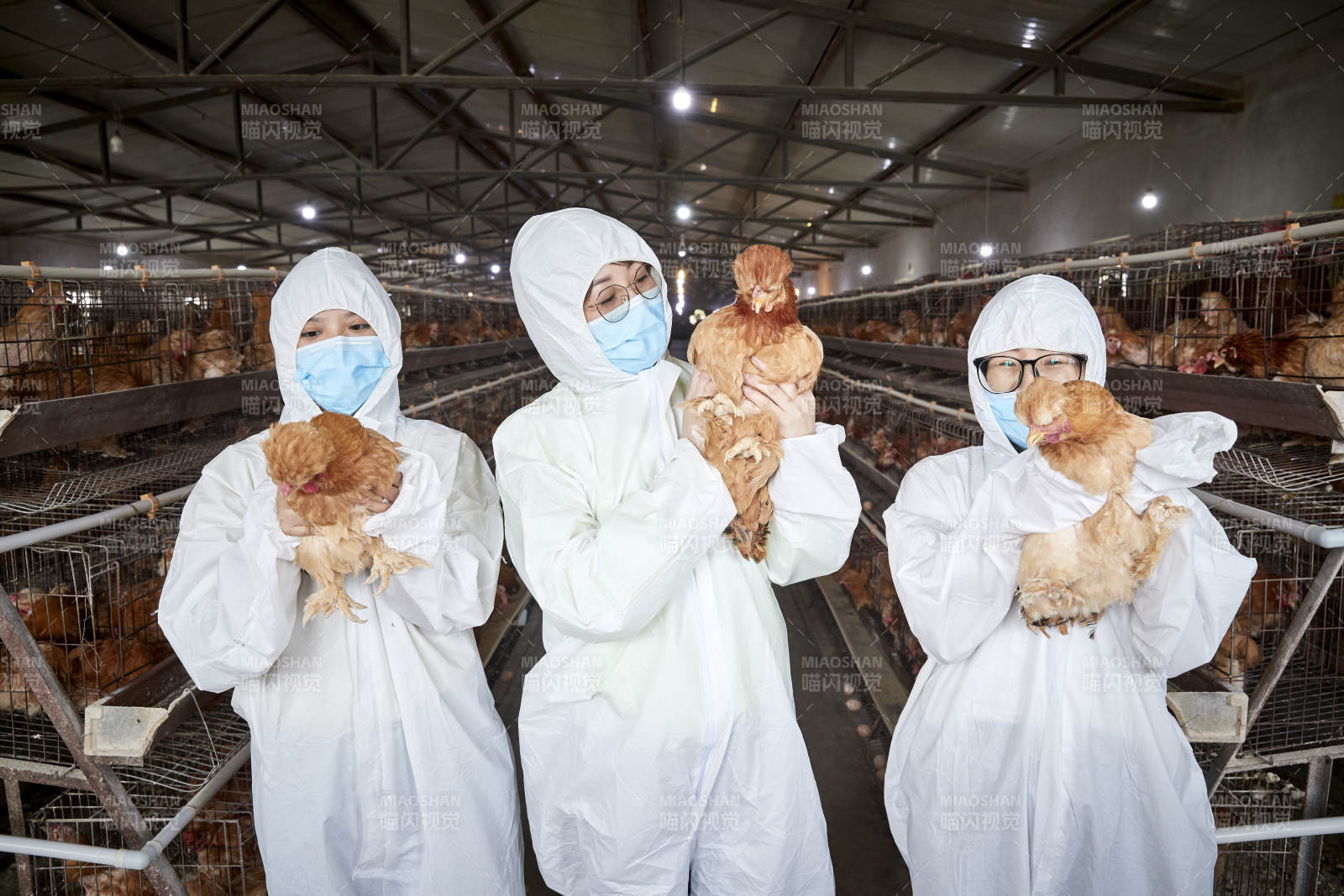 穿防护服怀抱家禽的三位女性饲养员图片