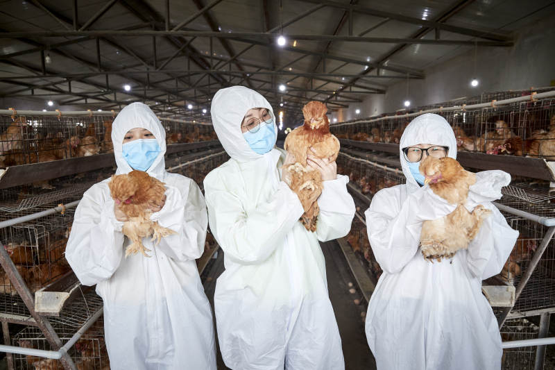 穿防护服怀抱家禽的三位女性饲养员图片