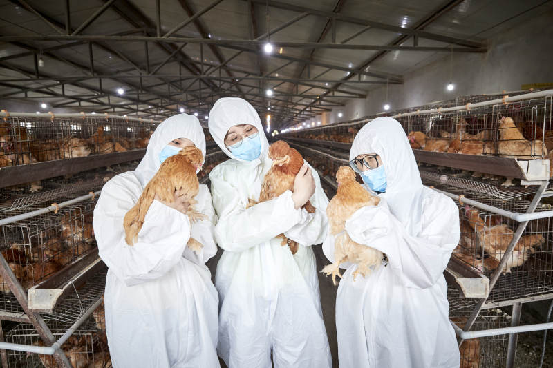 穿防护服怀抱家禽的三位女性饲养员图片