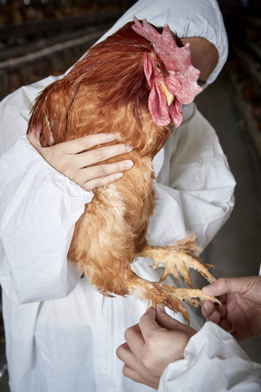 在养鸡场为家鸡检查的年轻饲养员图片