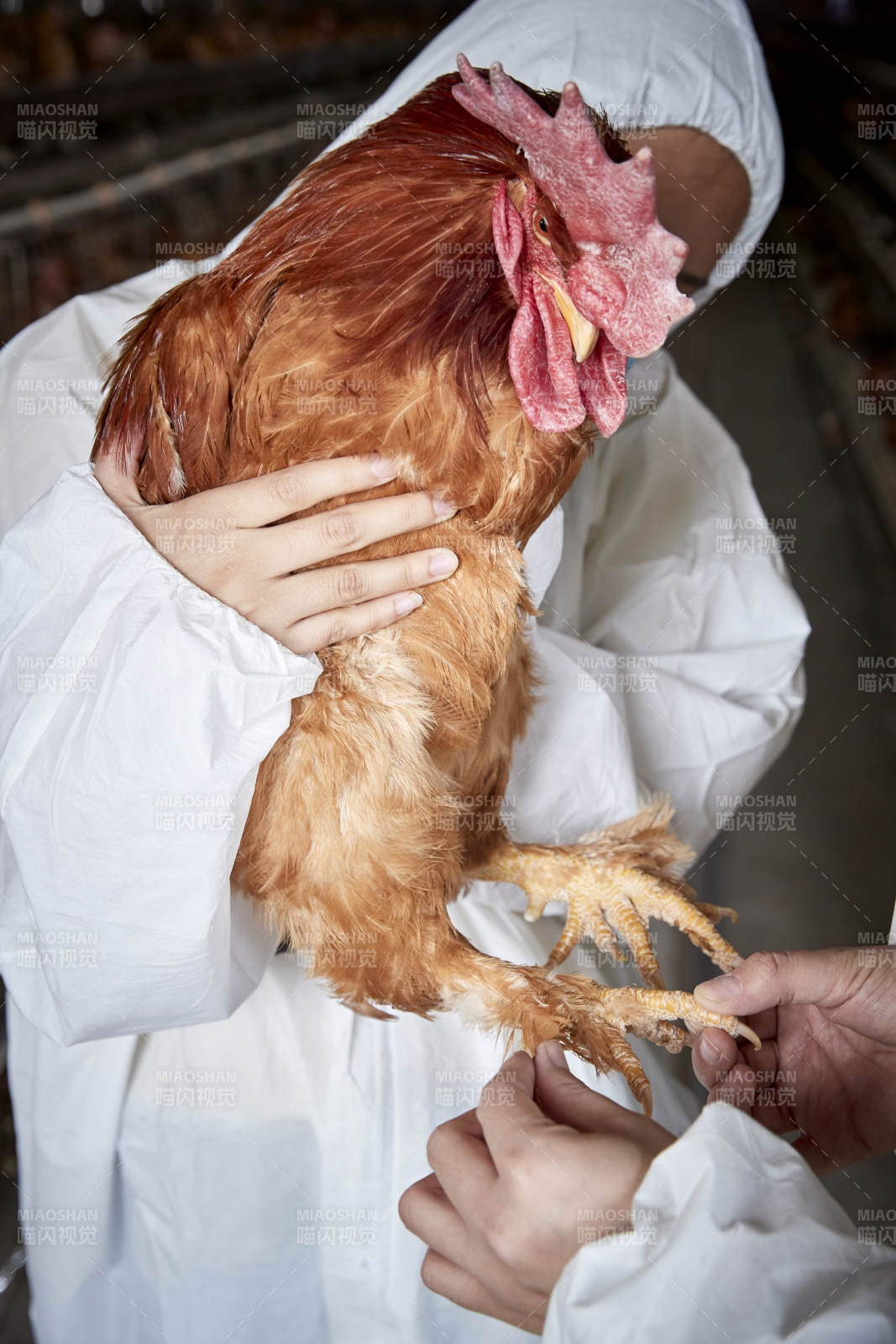 在养鸡场为家鸡检查的年轻饲养员图片