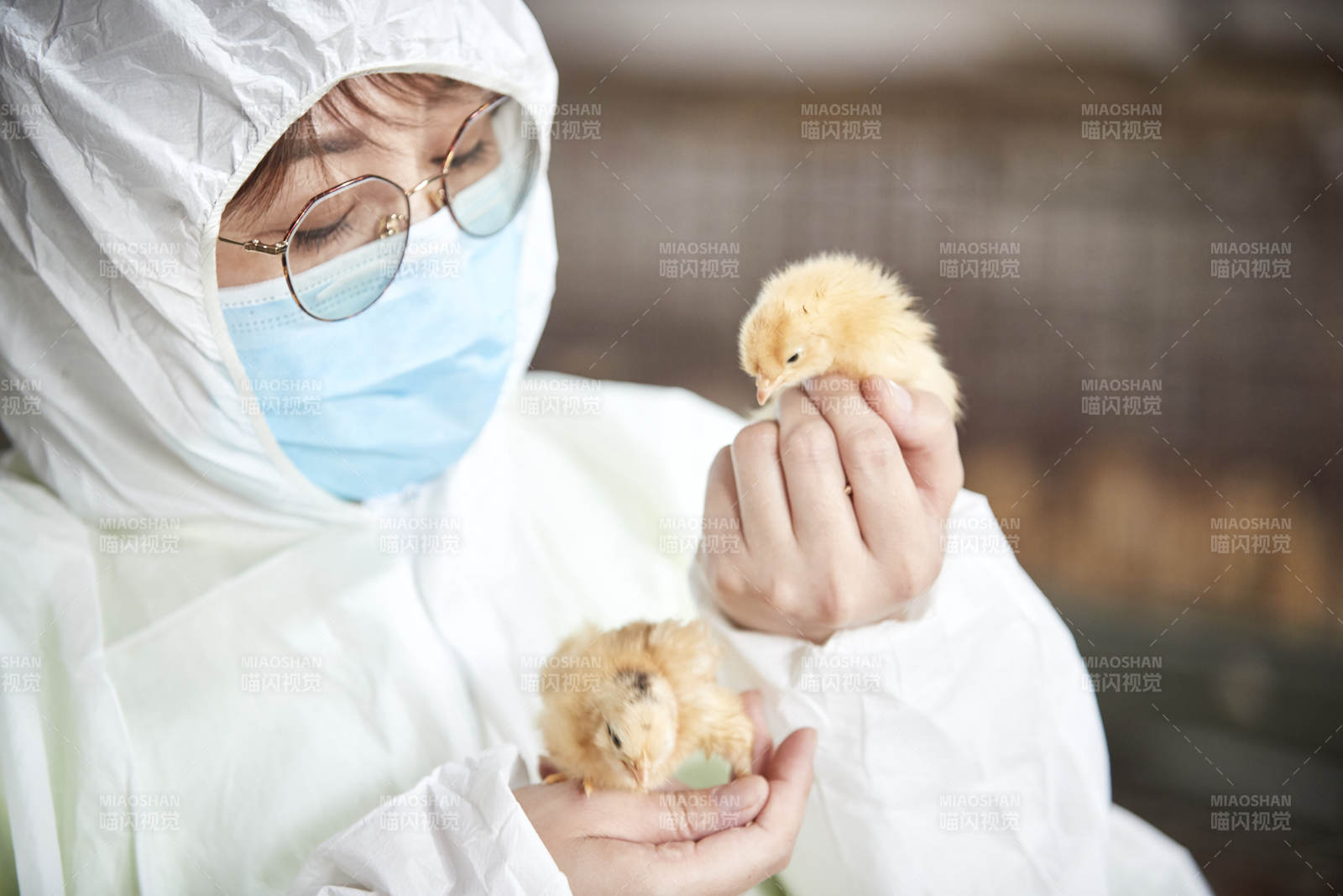 把小鸡放在手中检查的女饲养员图片