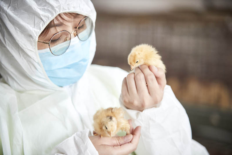 把小鸡放在手中检查的女饲养员图片