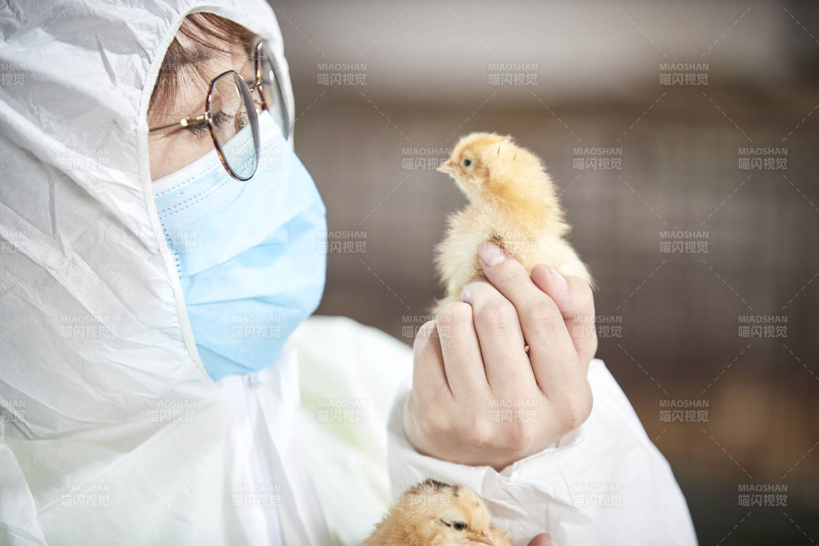 把小鸡放在手中检查的女饲养员图片