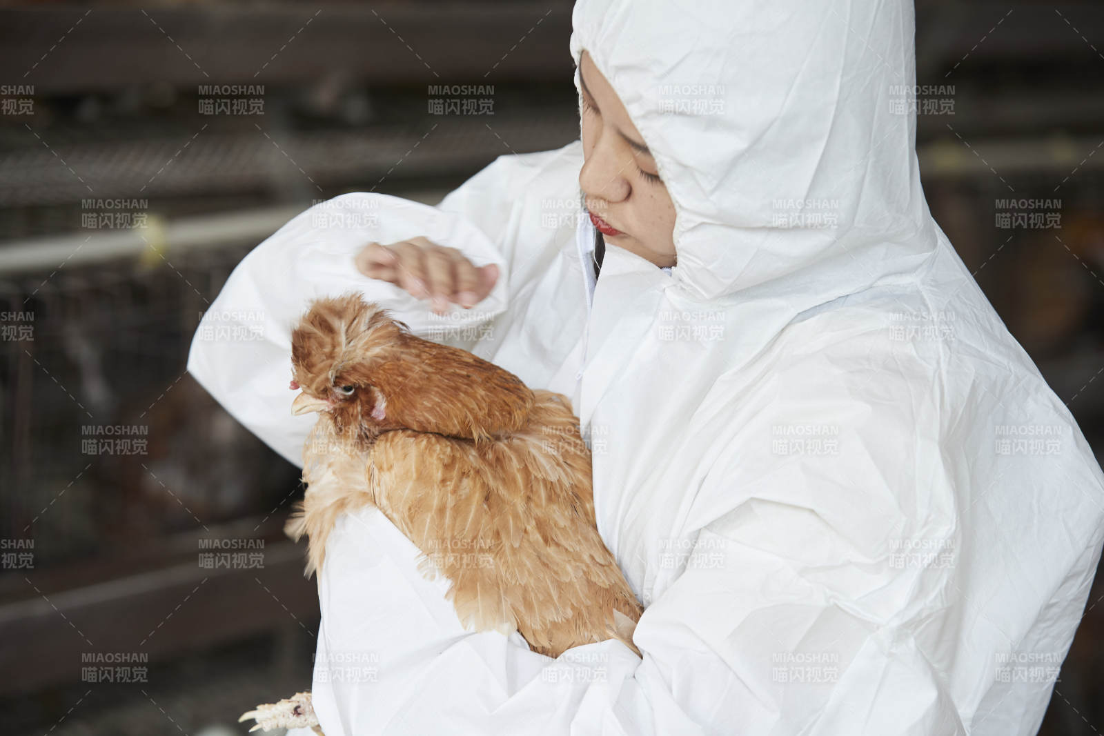 身穿防护服怀抱家禽的年轻女性饲养员图片