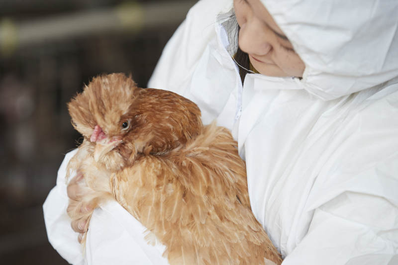 身穿防护服怀抱家禽的年轻女性饲养员图片
