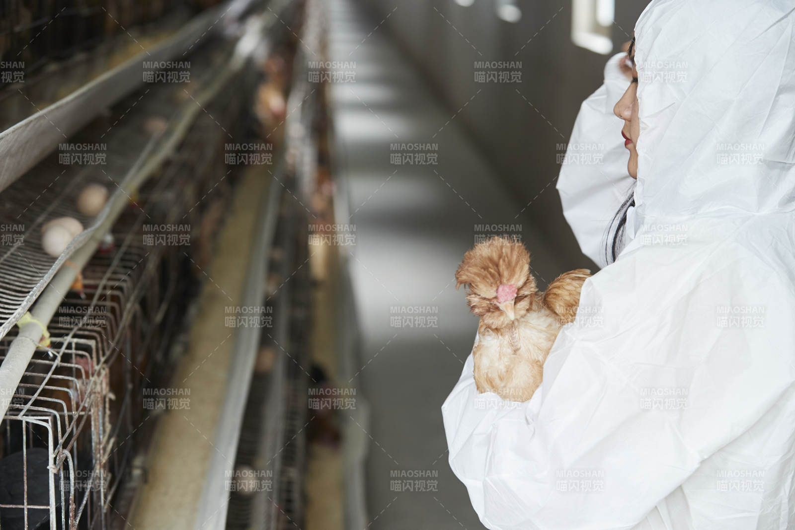 身穿防护服怀抱家禽的年轻女性饲养员图片