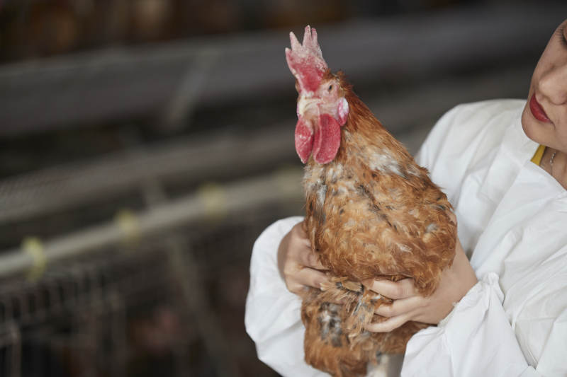 身穿防护服怀抱家禽的年轻女性饲养员图片