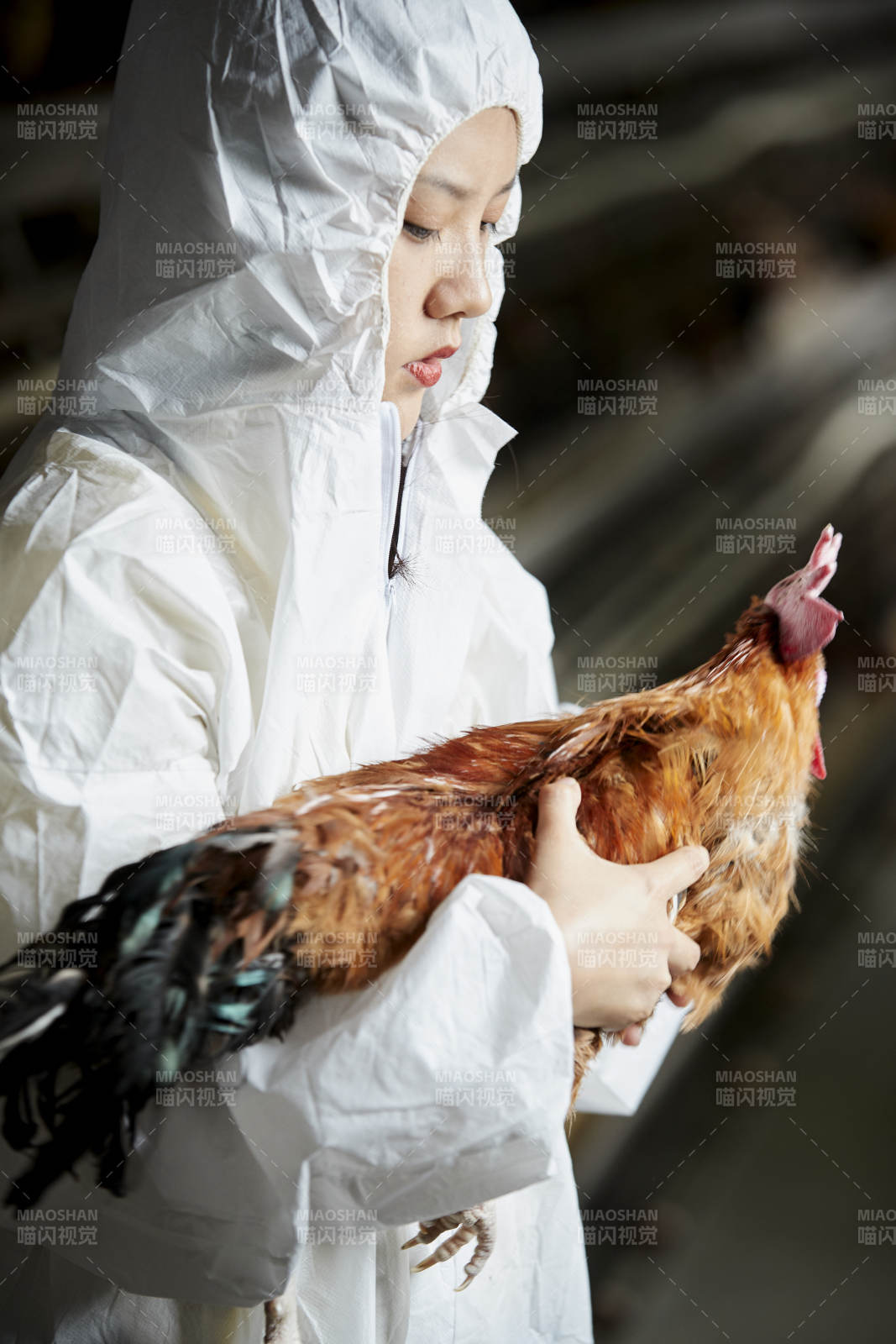 身穿防护服怀抱家禽的年轻女性饲养员图片