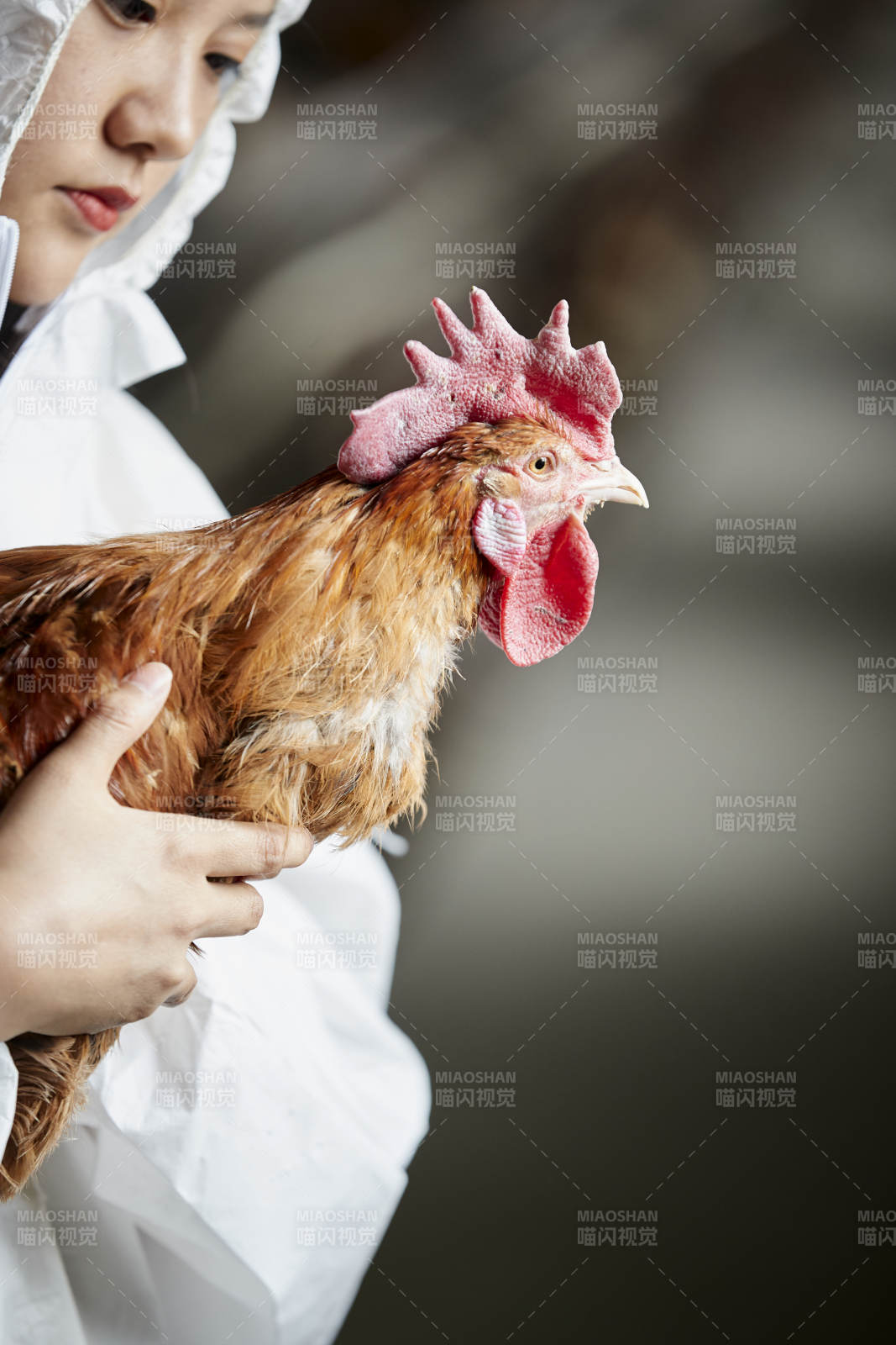 身穿防护服怀抱家禽的年轻女性饲养员图片