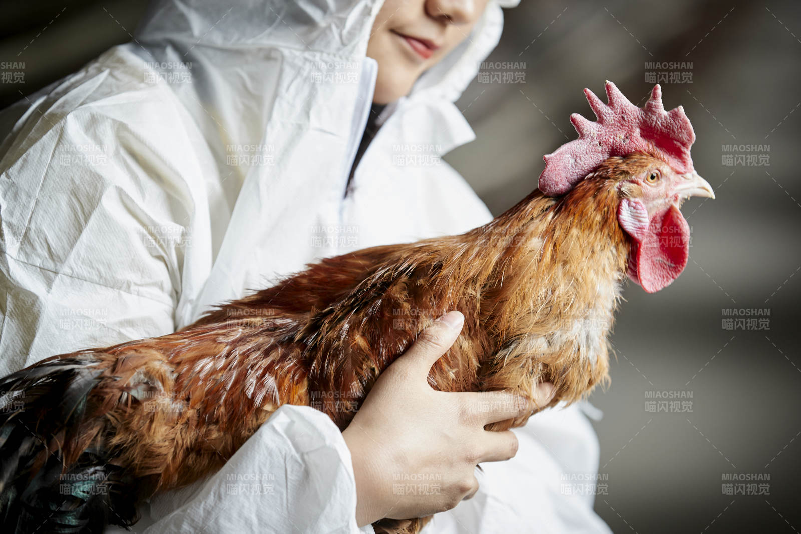 身穿防护服怀抱家禽的年轻女性饲养员图片