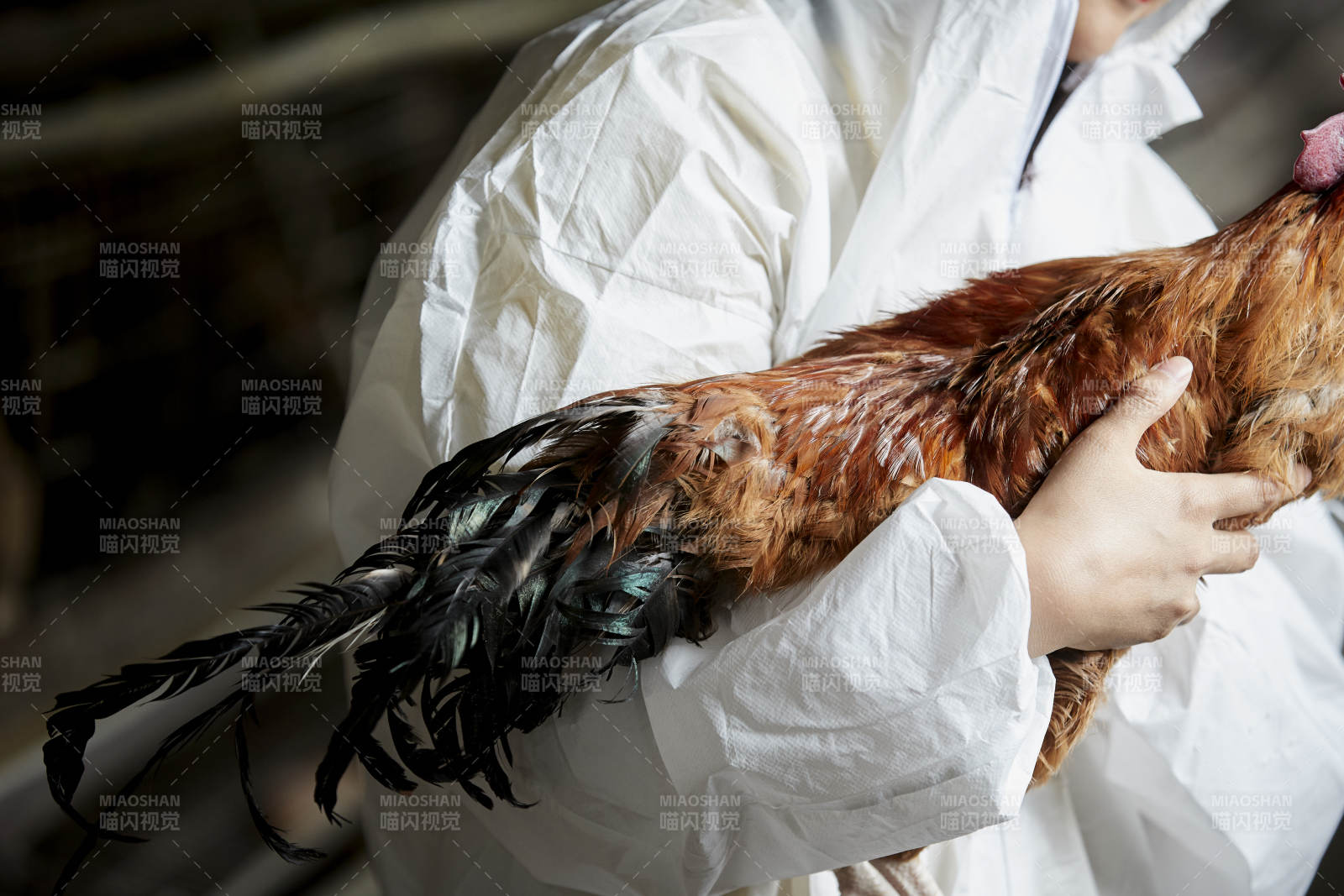 身穿防护服怀抱家禽的年轻女性饲养员图片