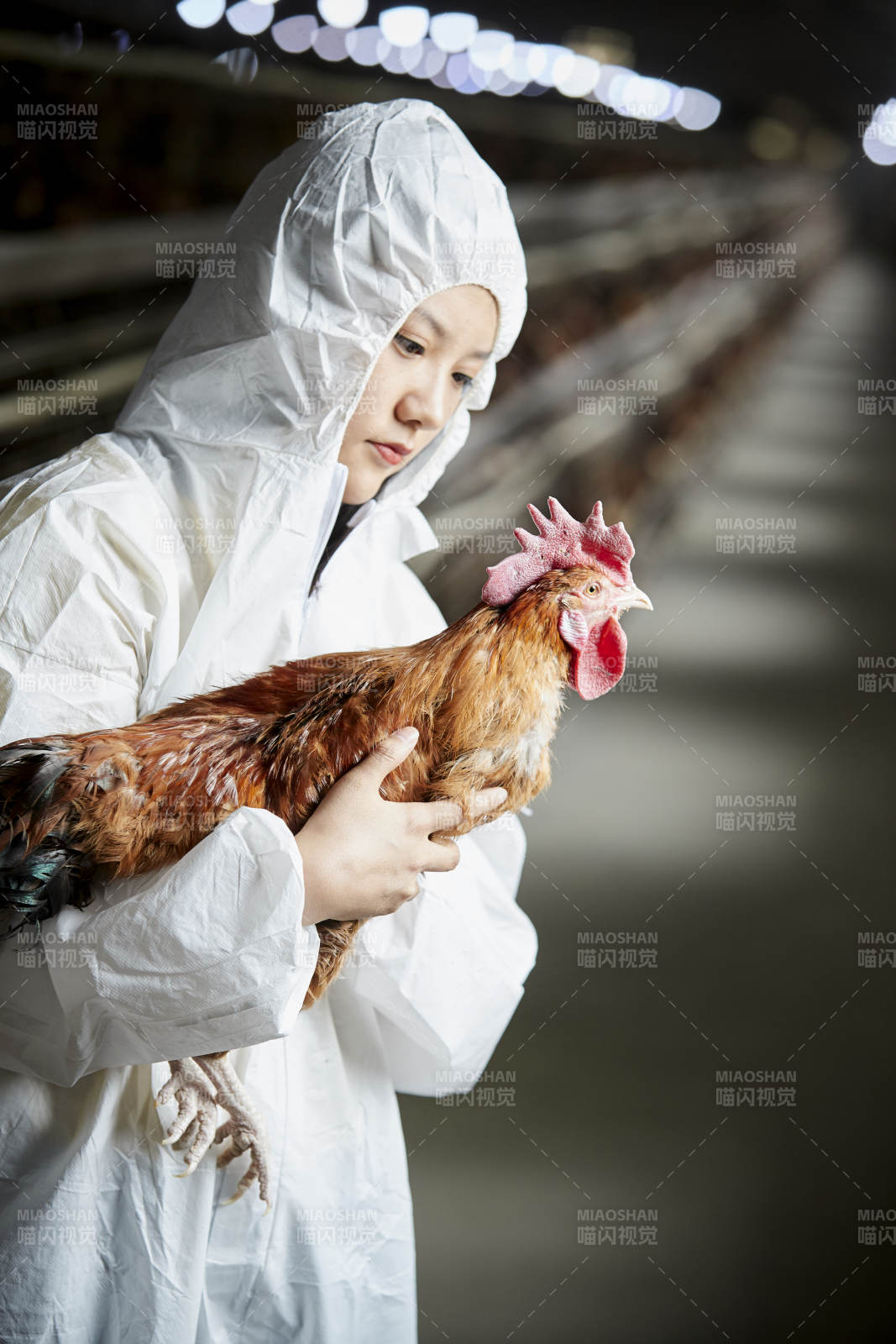 身穿防护服怀抱家禽的年轻女性饲养员图片