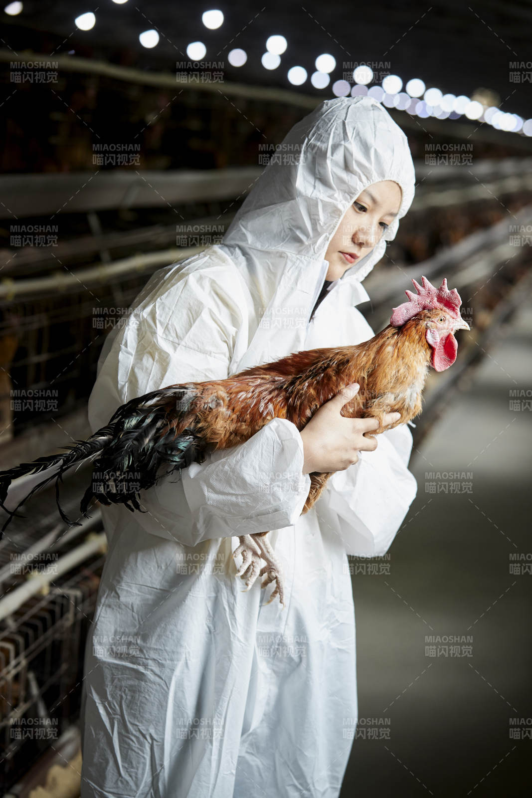 身穿防护服怀抱家禽的年轻女性饲养员图片