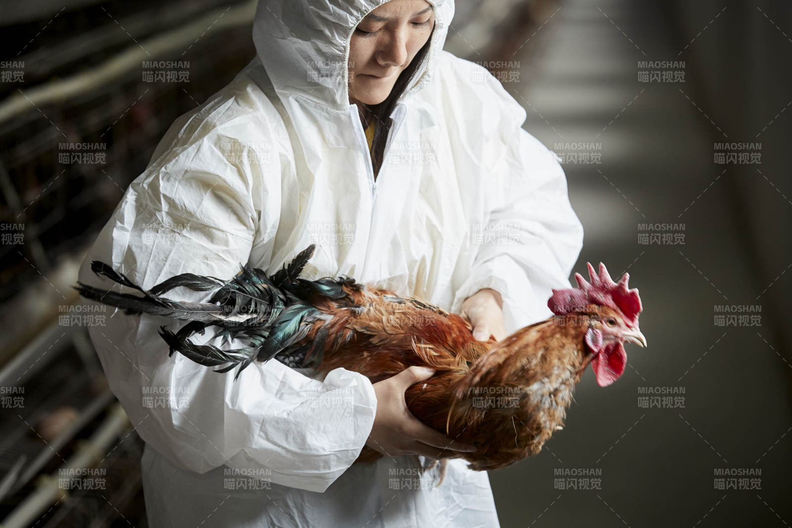 身穿防护服怀抱家禽的年轻女性饲养员图片