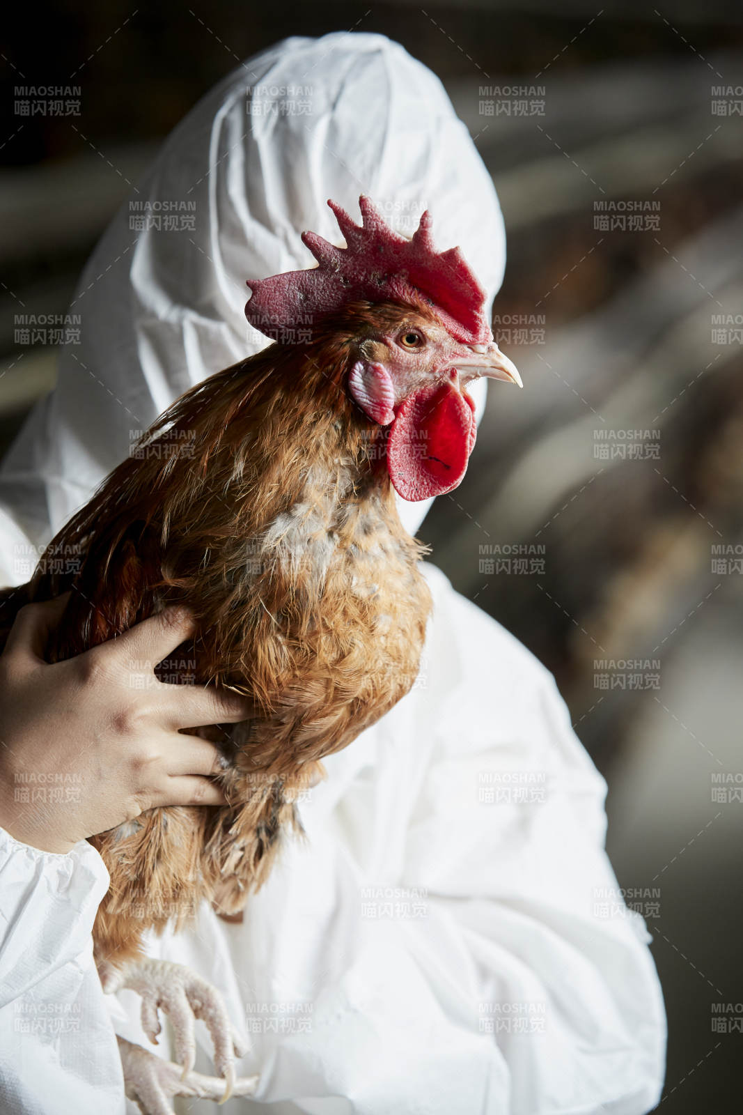 身穿防护服怀抱家禽的年轻女性饲养员图片