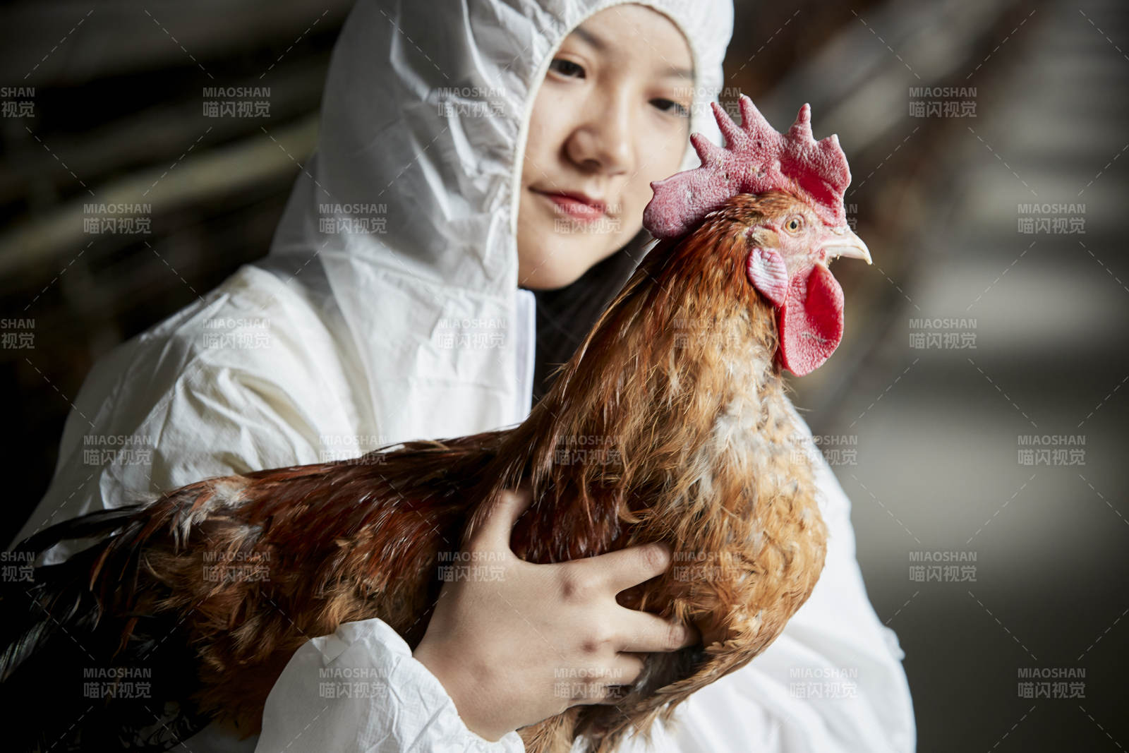身穿防护服怀抱家禽的年轻女性饲养员图片