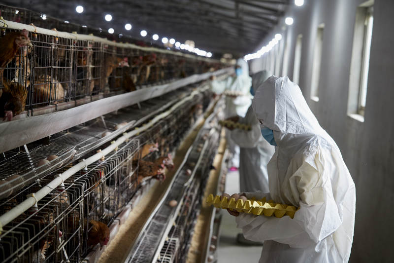 穿防护服认真收捡鸡蛋的女性饲养员三人图片