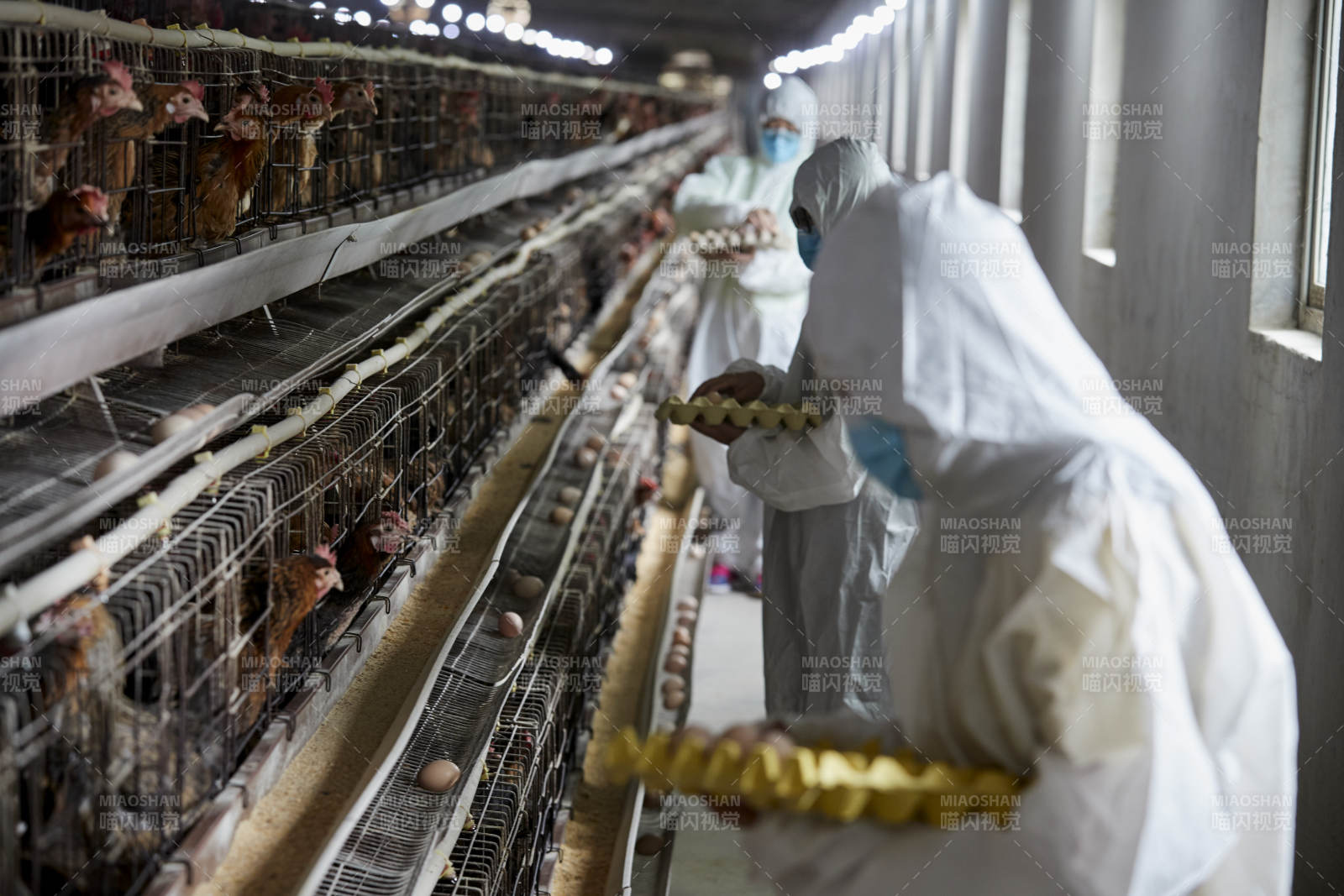 穿防护服认真收捡鸡蛋的女性饲养员三人图片