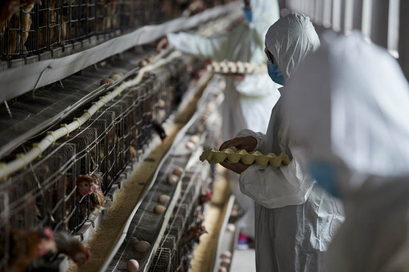 穿防护服认真收捡鸡蛋的女性饲养员三人图片