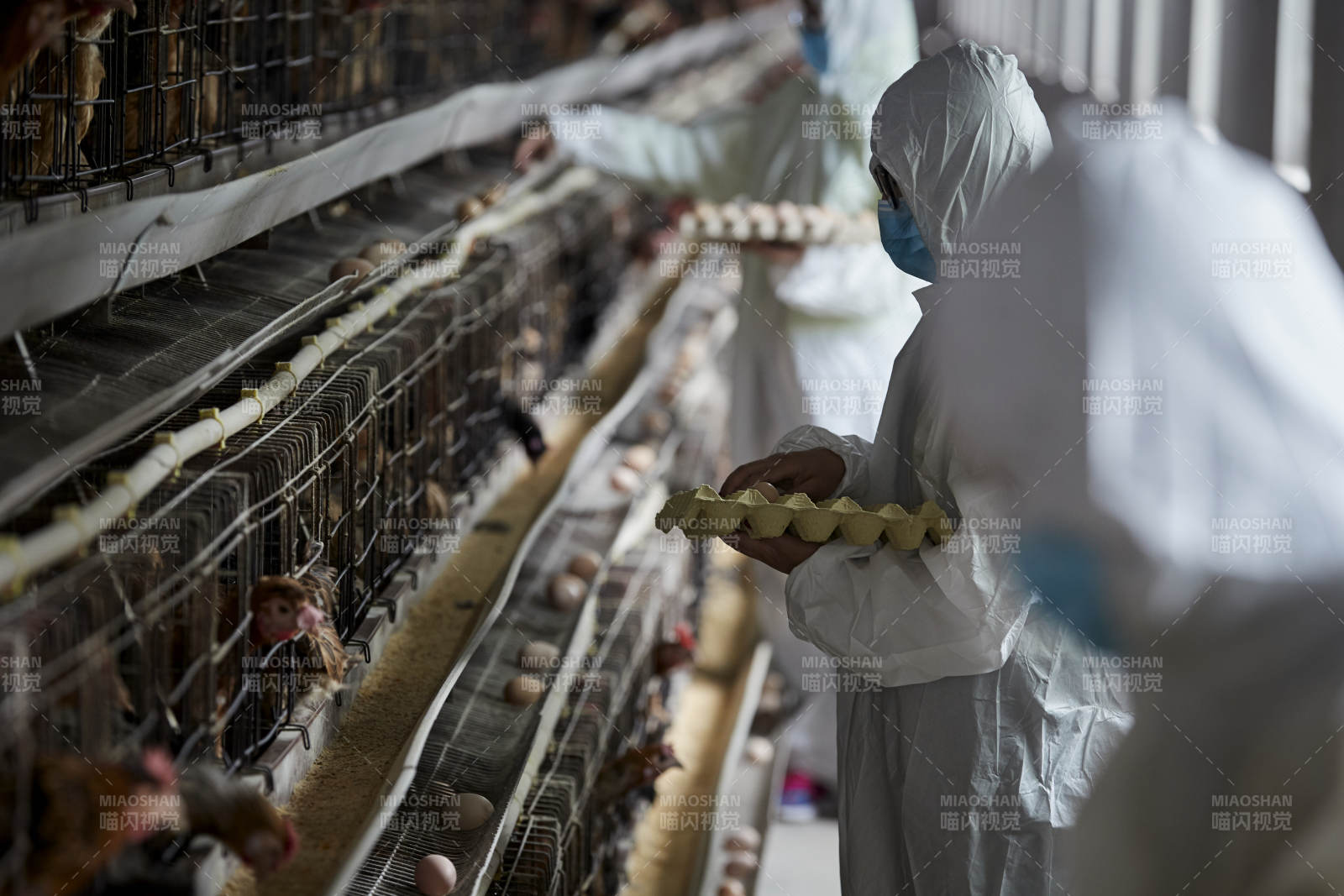 穿防护服认真收捡鸡蛋的女性饲养员三人图片