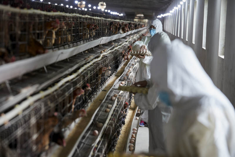 穿防护服认真收捡鸡蛋的女性饲养员三人图片