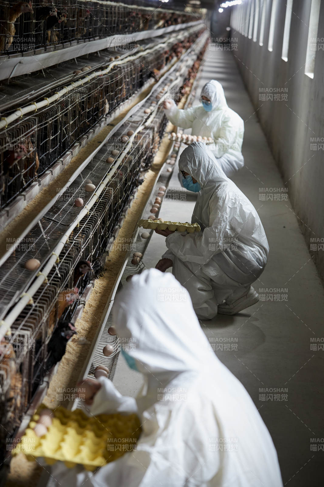 穿防护服认真收捡鸡蛋的女性饲养员三人图片