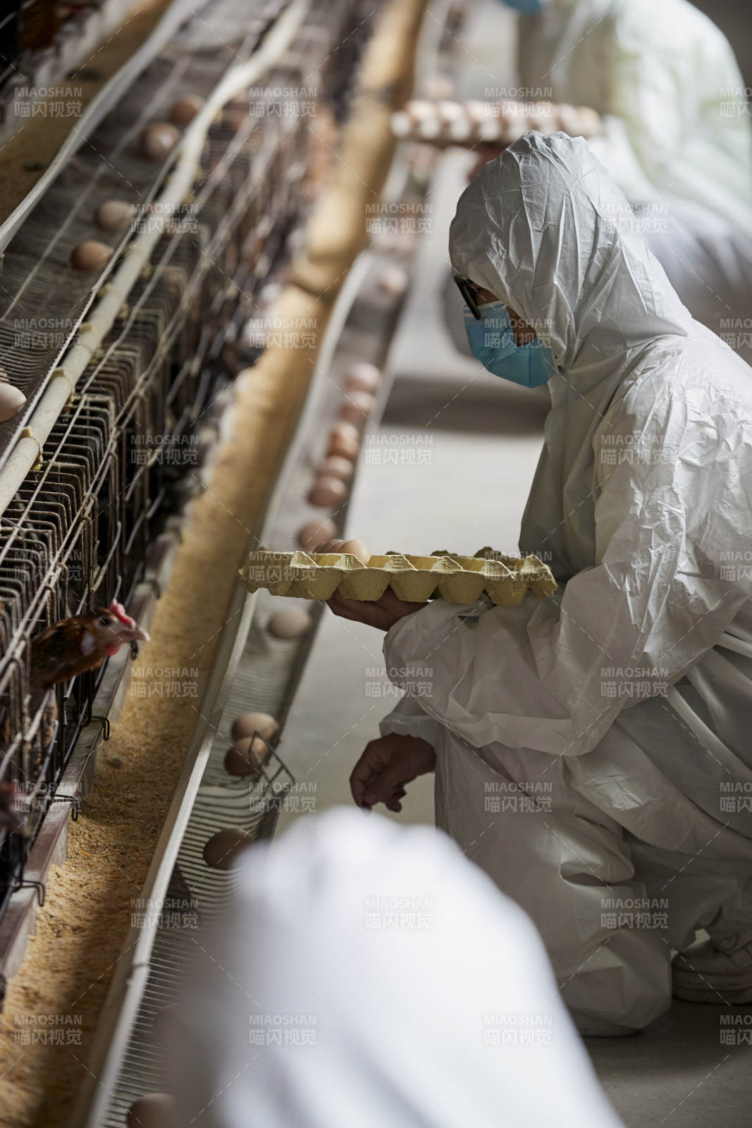 穿防护服认真收捡鸡蛋的女性饲养员三人图片
