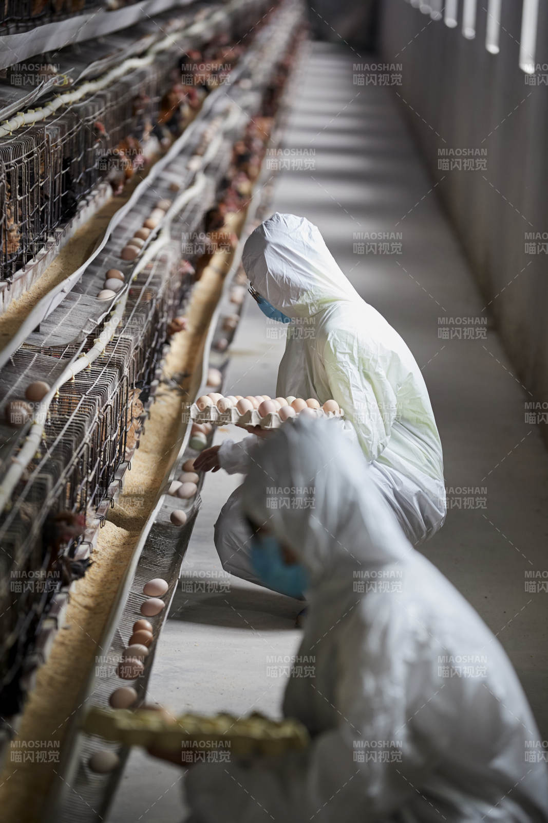 穿防护服认真收捡鸡蛋的女性饲养员三人图片