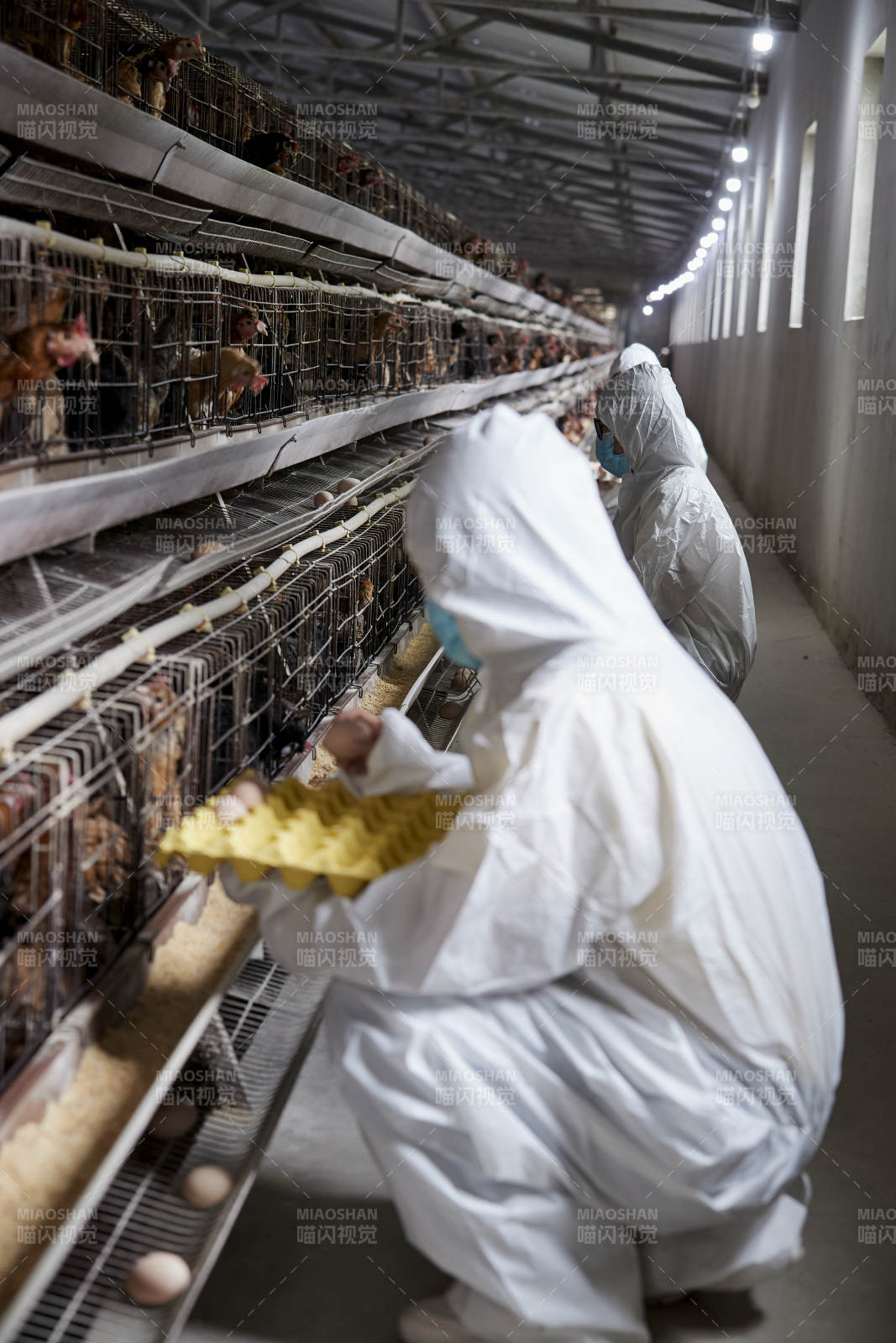 穿防护服认真收捡鸡蛋的女性饲养员三人图片