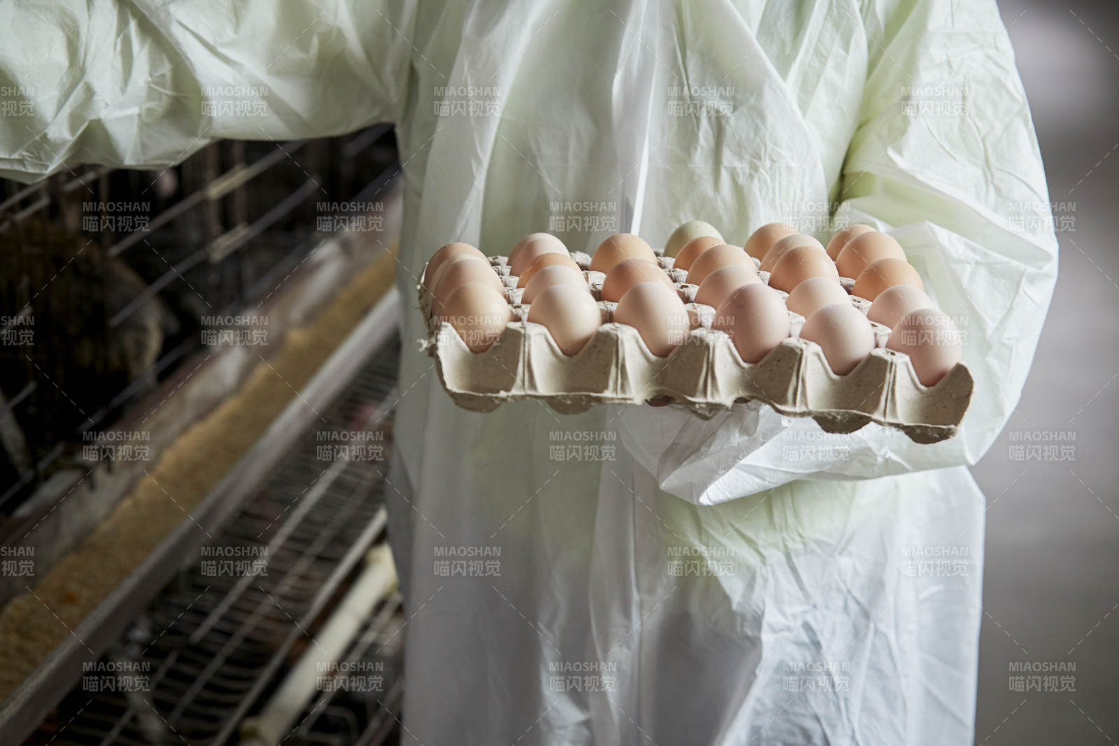 身穿防护服展示油鸡蛋的女性饲养员图片