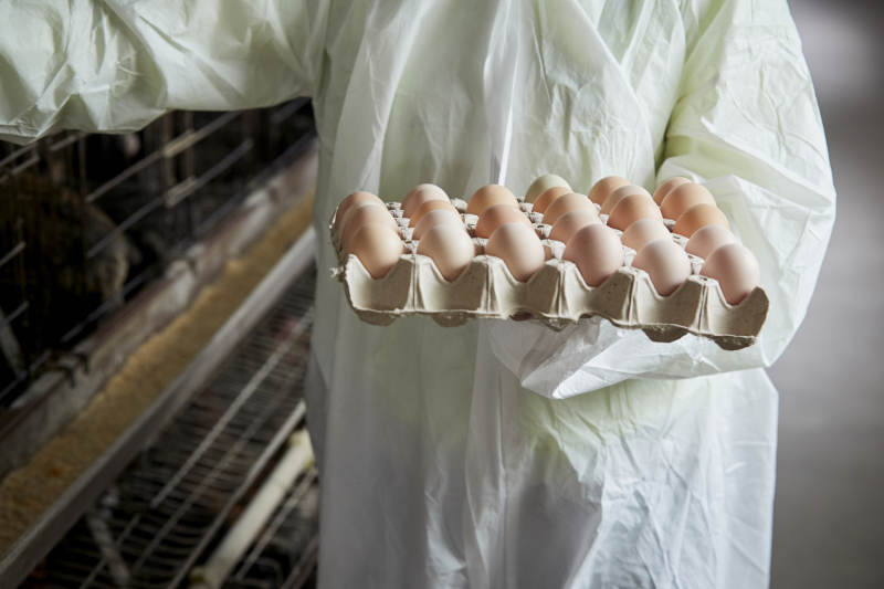 身穿防护服展示油鸡蛋的女性饲养员图片