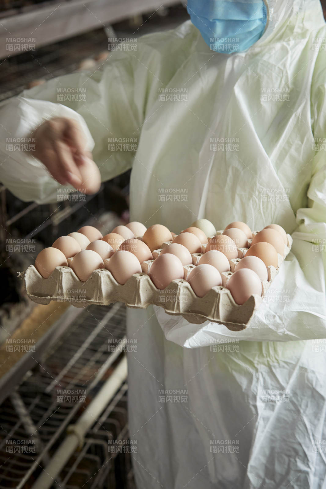 身穿防护服展示油鸡蛋的女性饲养员图片