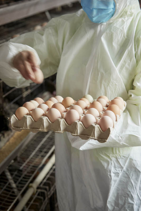 身穿防护服展示油鸡蛋的女性饲养员图片