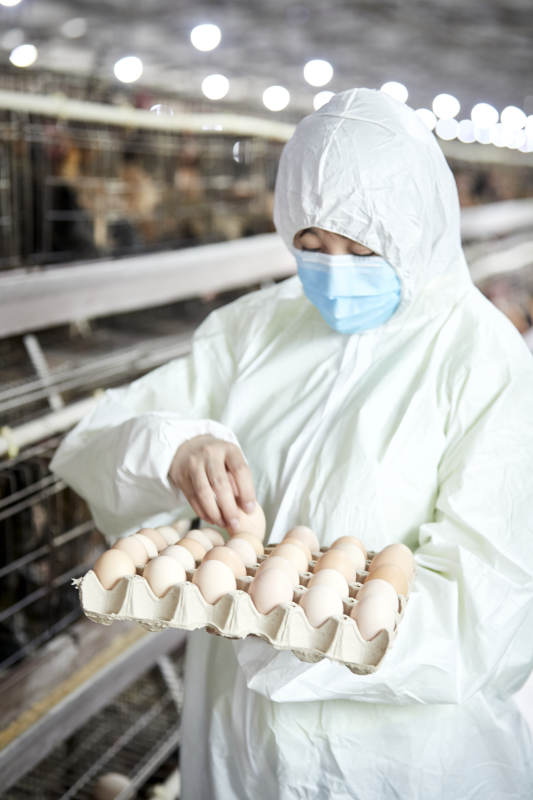 身穿防护服展示油鸡蛋的女性饲养员图片