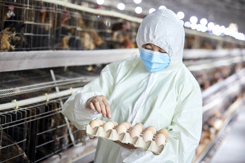 身穿防护服展示油鸡蛋的女性饲养员图片