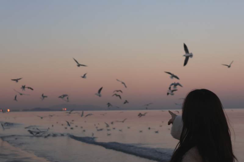 海边日落飞鸟图片